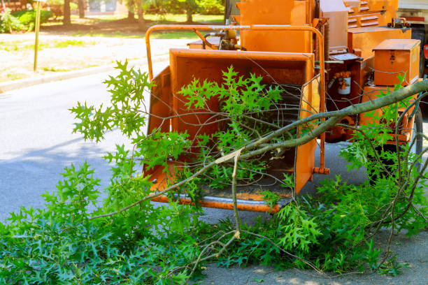 How Our Tree Care Process Works  in  Los Ranchos De Albuquerque, NM