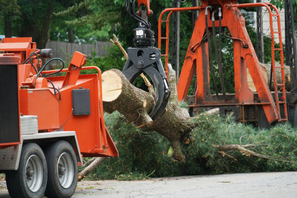 Professional Tree Care Services in Los Ranchos De Albuquerque, NM